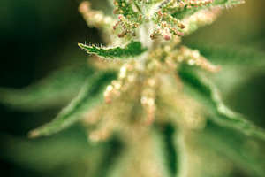 Wild nettles featuring background, beautiful, and beauty
