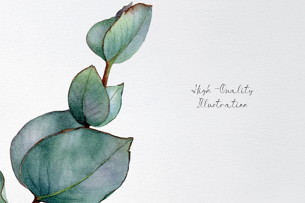 Watercolor eucalyptus leaves clipart, an Illustration by yana.fefelova (Photo 5 of 5)