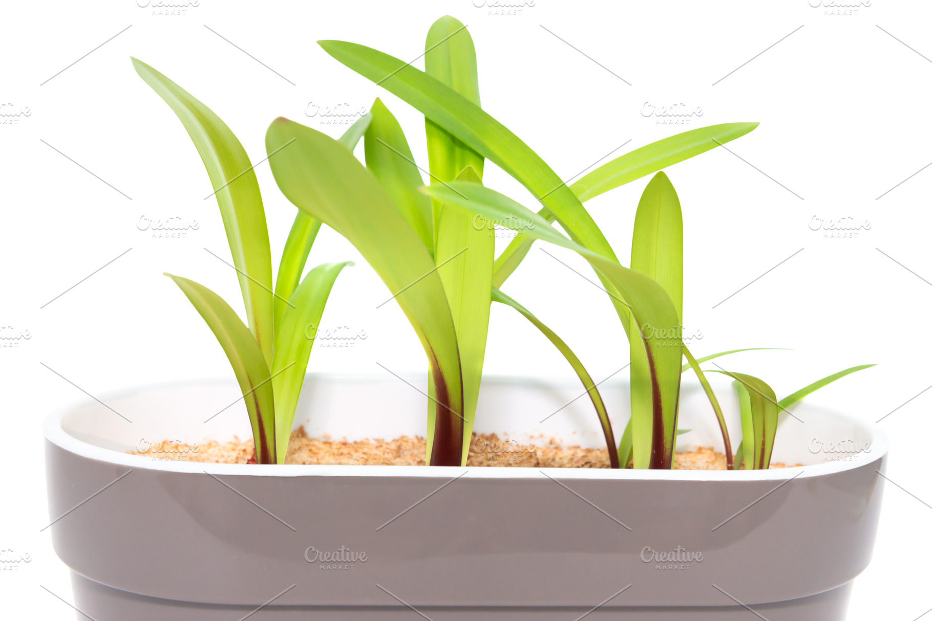 Green plant with green leaves in pot, a Nature Photo by Vapi