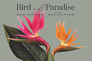 Bird of Paradise patterns, a Pattern Graphic by Bigio Designs (Thumbnail 1 of 7)