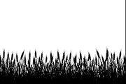 Wheat Field Border Bundle, an Illustration by Designs_River (Thumbnail 7 of 9)