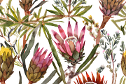 Watercolor Fynbos Flowers, a Decorative Illustration by Karliefie (Thumbnail 5 of 6)