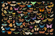 370+ Butterflies Cliparts, an Animal Illustration by Lilithcollageart (Thumbnail 6 of 8)