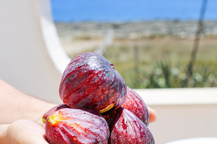 Figs in a summer day