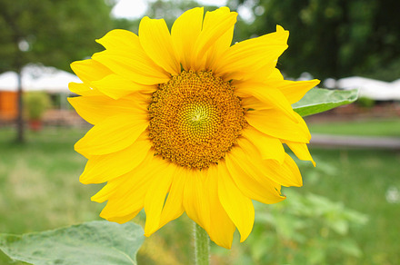 Sunflower flower featuring nature, flower, and flora preview 6