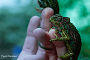 Green Summer - 5 Lightroom Presets, an Action Add-On by maximakesthings (Thumbnail 2 of 5)
