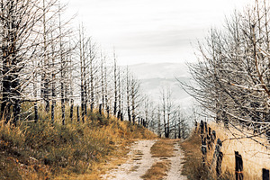 Burned forest dirt road, a Nature Photo by SkyNext