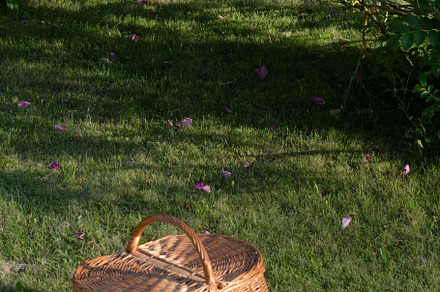Picnic area in summer. green lawn an, a Holiday Photo by nafood