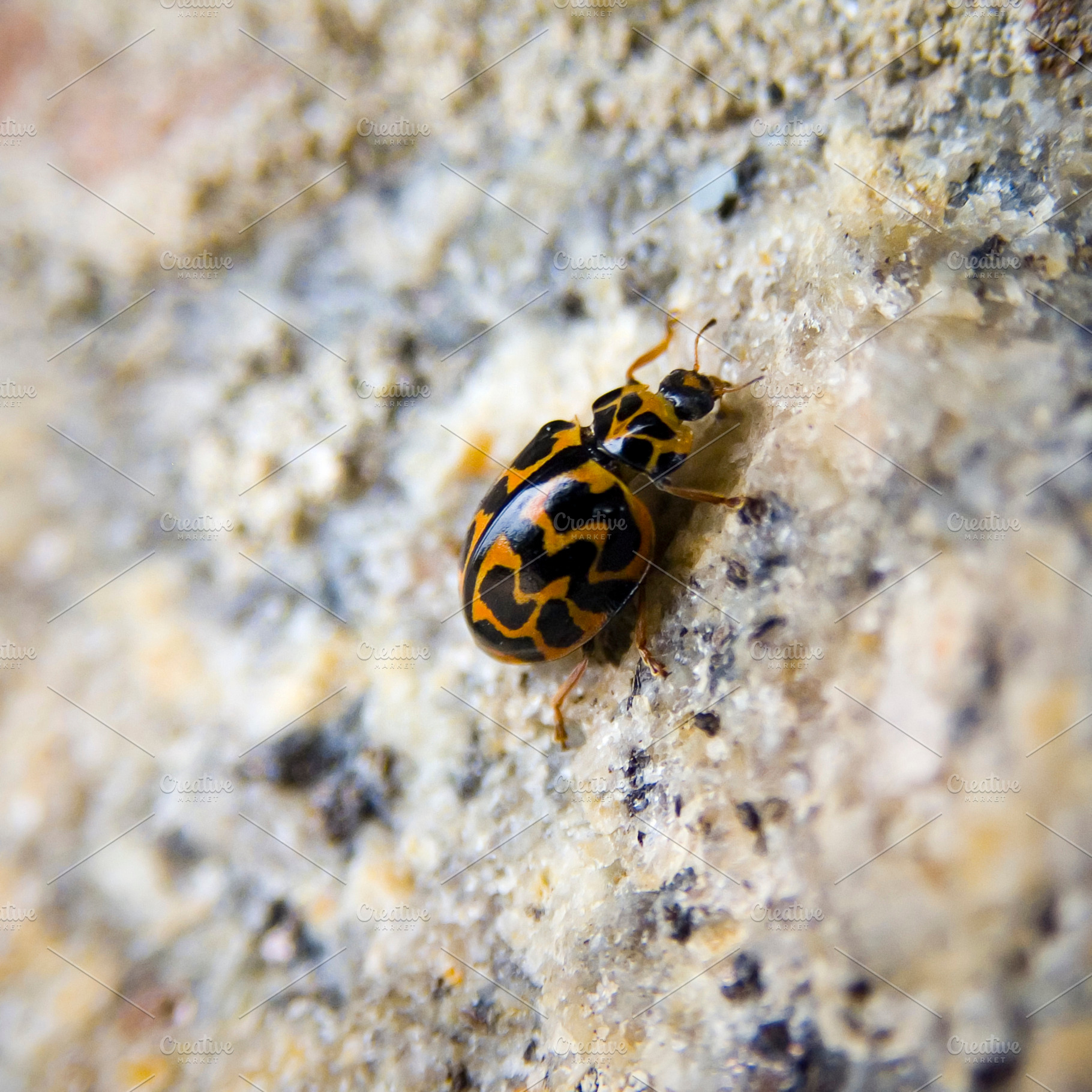 Lady Bug, an Animal Photo by THP Creative