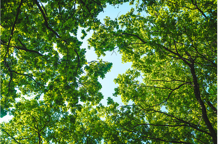 Sunny day trees and sky. Selective, a Nature Photo by yanadjana
