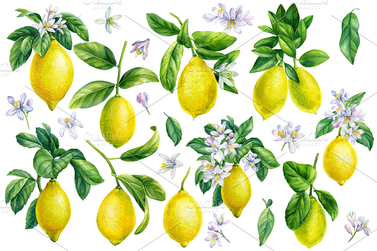 Watercolor fruits clipart, an Illustration by Hanna Hryharenka (Photo 2 of 14)