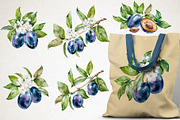 Blooming plum watercolor clipart, a Decorative Illustration by Eva Kleinman (Thumbnail 5 of 14)