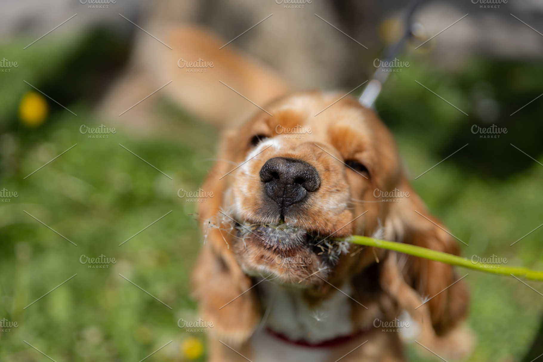 Cocker spaniel grabs a dandelion, an Animal Photo by Photo Kaminski