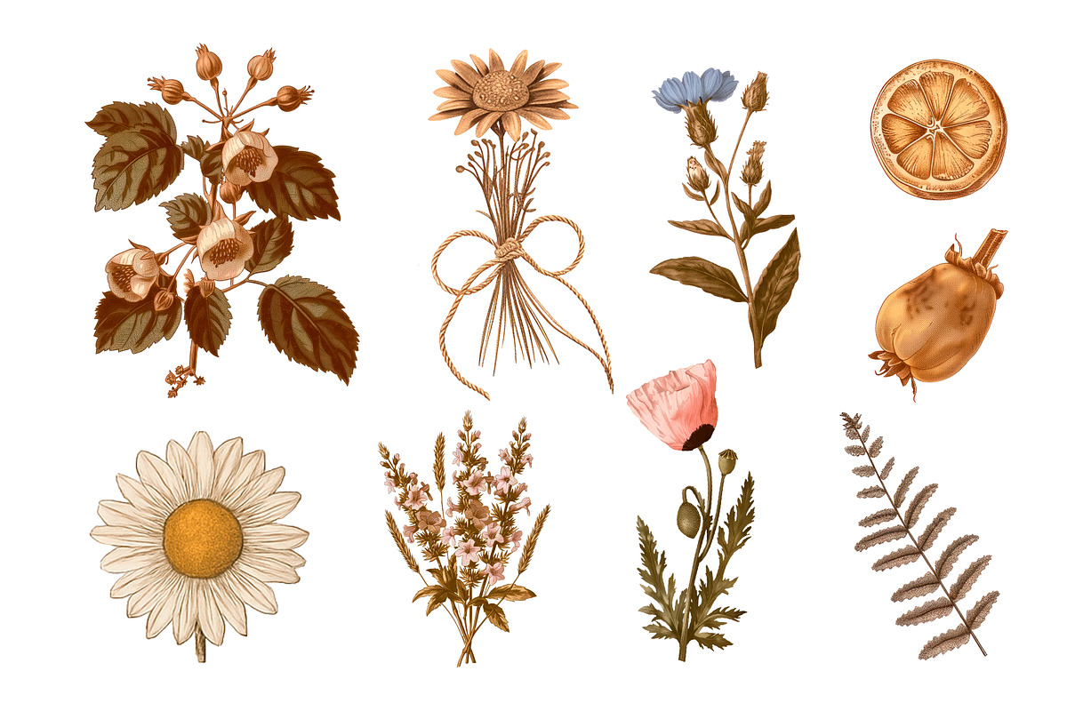 Witchy Botanica Collage Kit, an Object Graphic by Idressart (Photo 3 of 9)