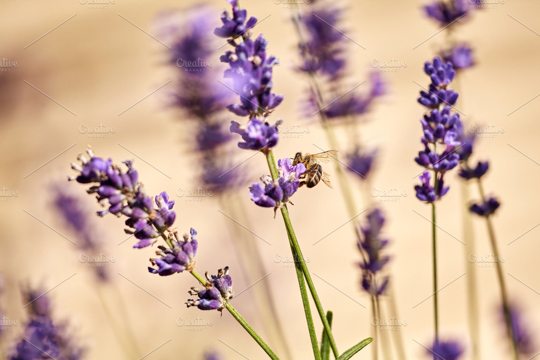 Honeybee on Lavender Blossom. A honeybee gathers pollen from a cluster of fresh, a Nature Photo by Rohan Photography