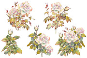 Romantic Watercolor Rose Clipart, a Decorative Illustration by Jeanna Draw (Thumbnail 5 of 17)