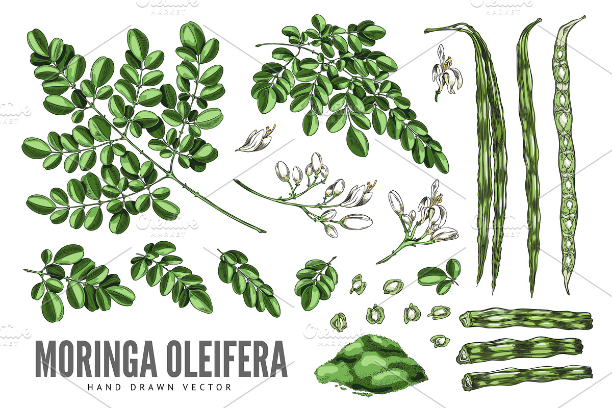 Moringa oleifera sketch vector set, a Food Illustration by Sabelskaya