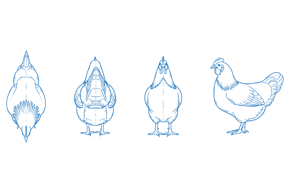 Hand Drawn Chicken Illustration, an Animal Illustration by MkStudio