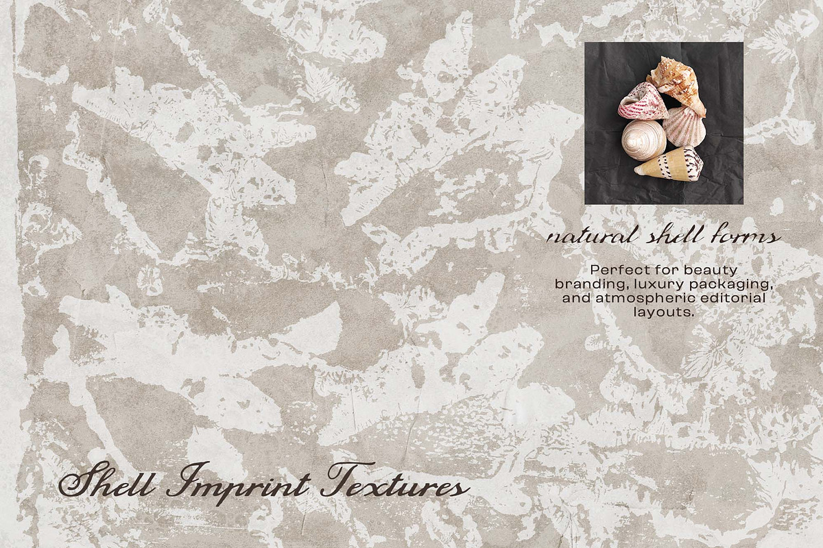 Shell Imprint textures, a Background Graphic by DigARTbyHavroshka (Photo 6 of 12)