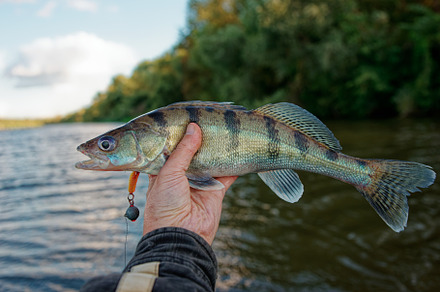 Fisherman holding Volga zander