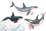 Watercolor Orca Clipart, an Illustration by Designworld (Thumbnail 4 of 5)