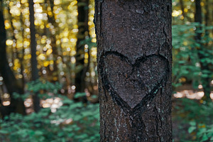 Heart carved into a tree stock photo containing tree and trunk