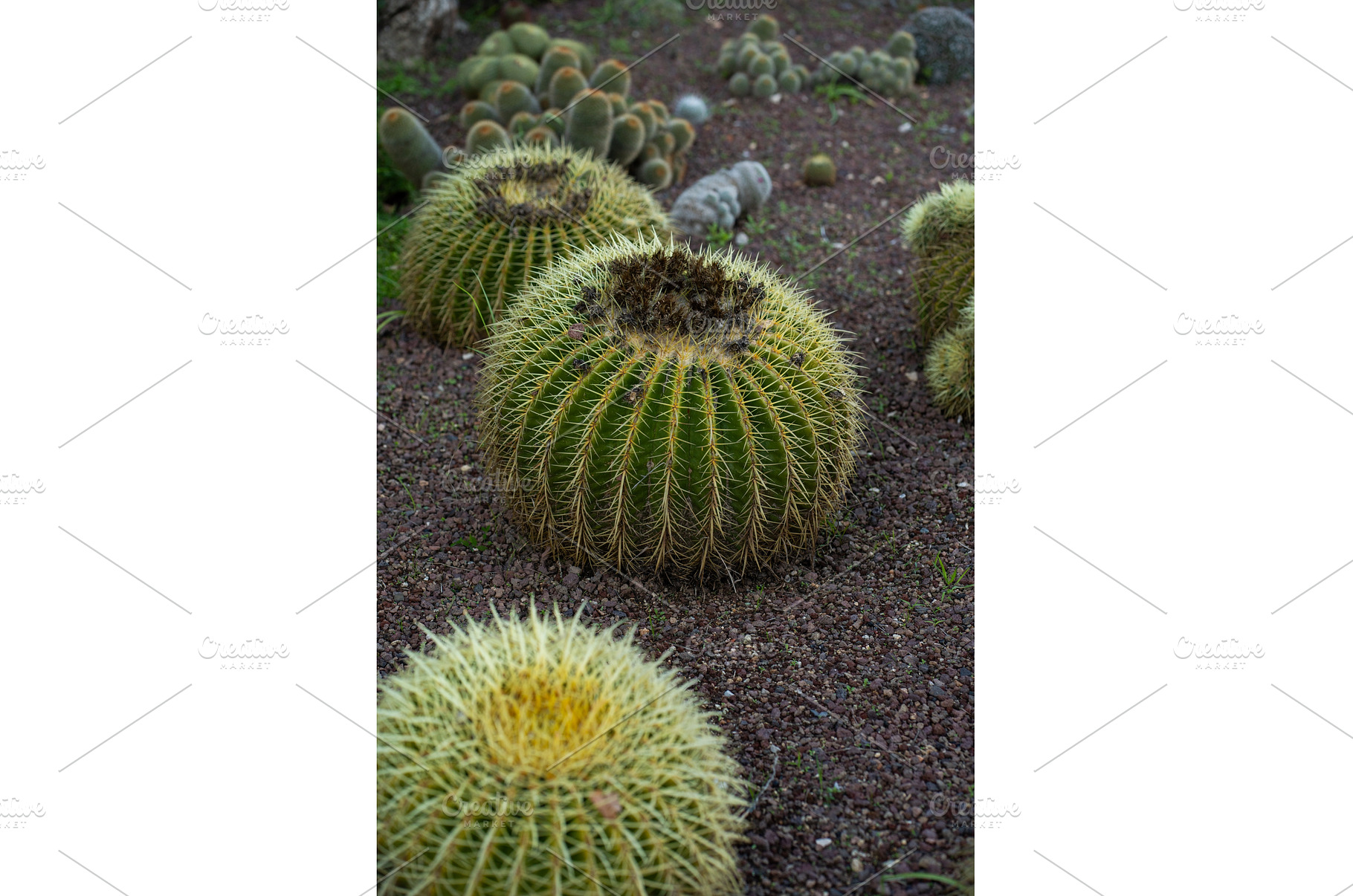 Golden barrel cacti thriving in a, a Nature Photo by volodymyrshtun13795