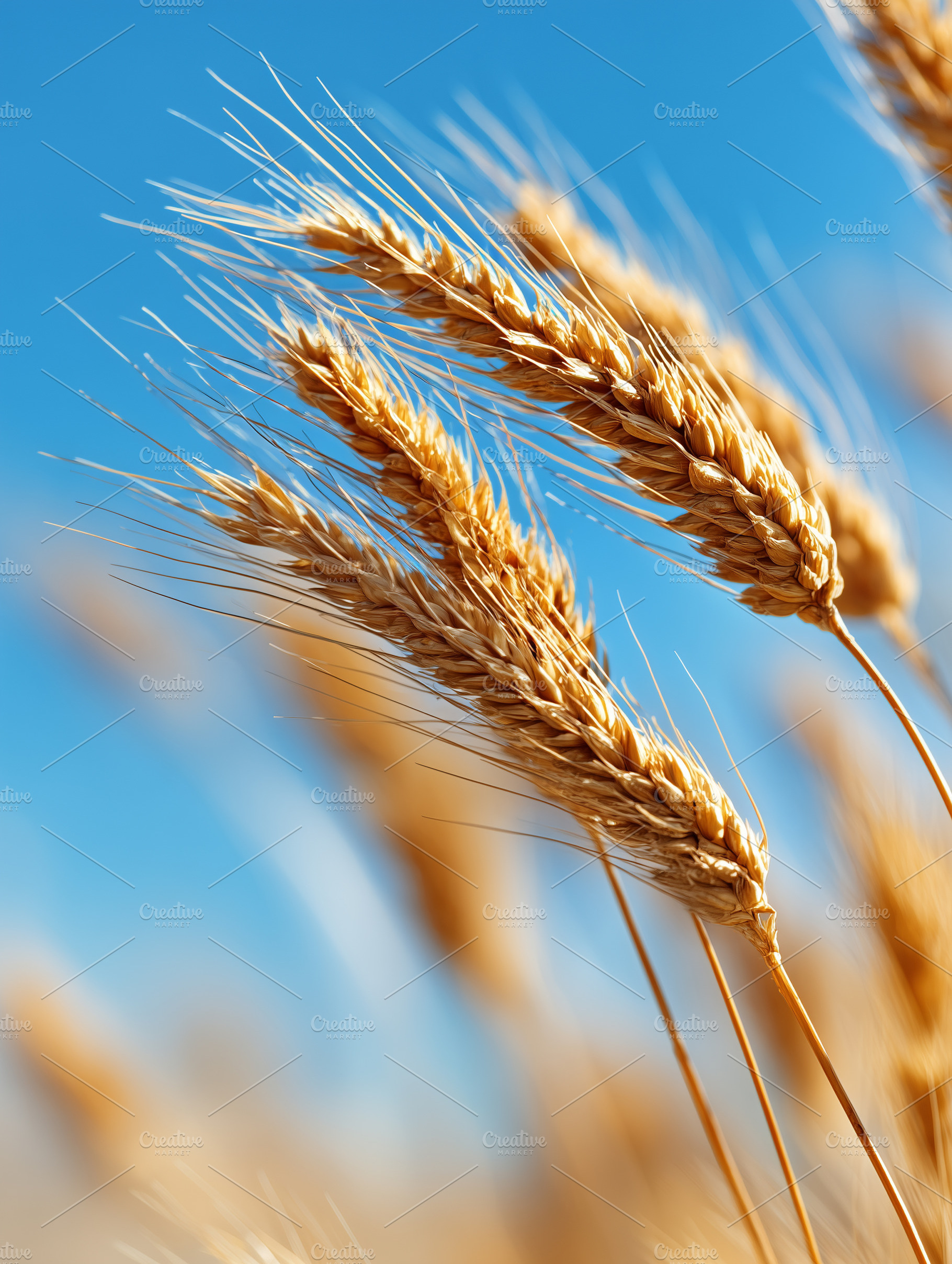 Golden wheat ears swaying in a sunny, a Nature Photo by MistyDay
