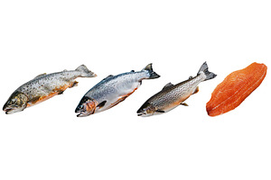 Whole fresh trout and salmon, a Food & Drink Photo by piter.goskov