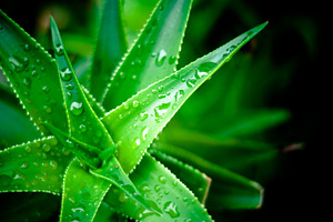 Green Plant with Dew Drops