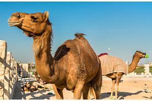Camel market at souq waqif in doha qatar containing qatar, doha, and camel, an Animal Photo by Leonid Andronov