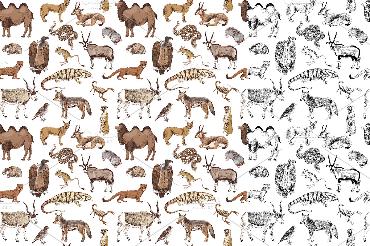 Desert animals collection, an Animal Illustration by handsketched (Photo 7 of 9)