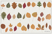 Dried Flowers & Herbs PNG Bundle, a Decorative Illustration by dlinnaya (Thumbnail 4 of 4)