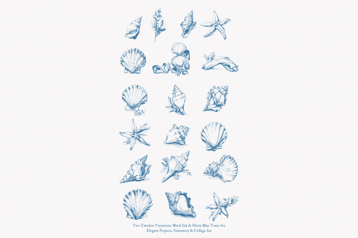 seashell clipart ocean sketch set, a Decorative Illustration by Patishop Art (Photo 9 of 9)