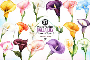 Watercolor Calla Lily Flower Clipart, a Seasonal Illustration by Canvas Craft