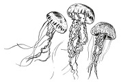 JELLYFISH set, an Animal Illustration by Tanya Akhmett (Thumbnail 3 of 6)