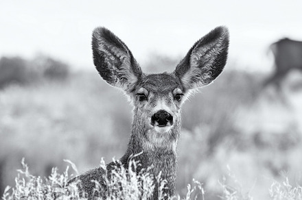 A Doe's Portrait Black & White
