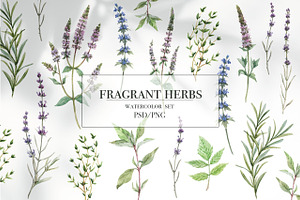 Fragrant Herbs Set.Watercolor Flower