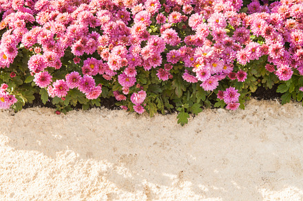 background of fresh pink chrysanthemums and grass, a Nature Photo by TanaCh