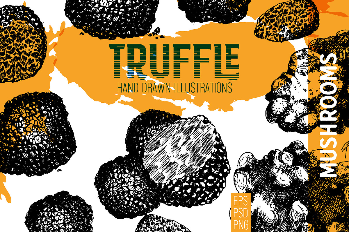 Truffle. Mushroom hand drawn set, a Food Illustration by Alena Kaz (Photo 1 of 3)