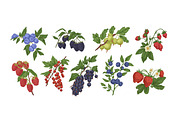 Hand drawn berries set + background, a Food Illustration by Good Studio (Thumbnail 2 of 5)