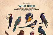 Wild Birds, an Animal Illustration by Ink Stories (Thumbnail 2 of 20)
