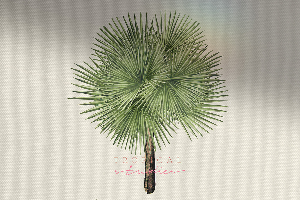 Tropical Vintage jungle palm leaves, a Texture Illustration by January Bloom (Photo 5 of 11)