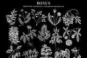 Adaptogenic Plants Vector Collection, a Healthcare Illustration by Yevheniia (Thumbnail 6 of 9)