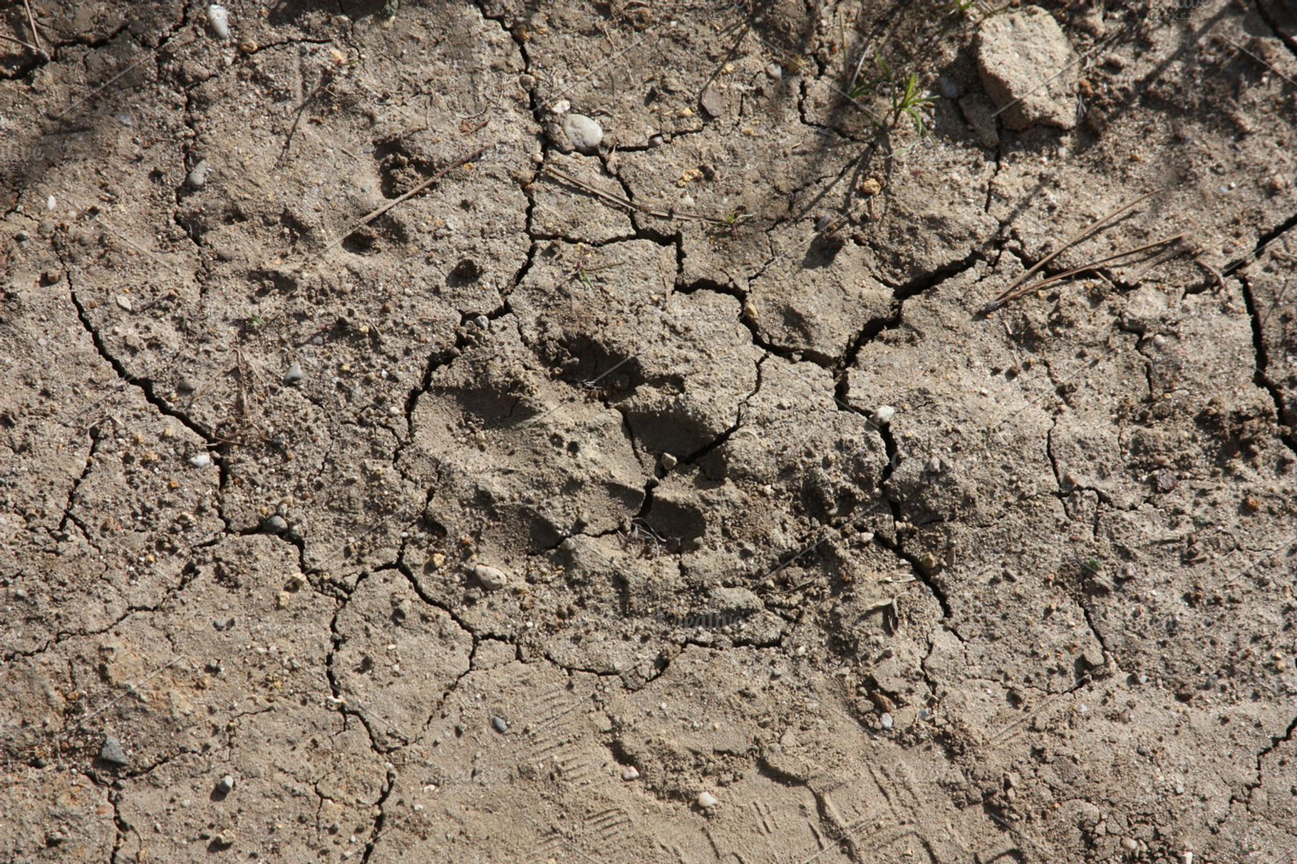 Coyote, an Animal Photo by FleurDeRee