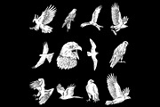 12 Bird of Prey Illustration, an Animal Illustration by Oban Jones (Thumbnail 2 of 5)
