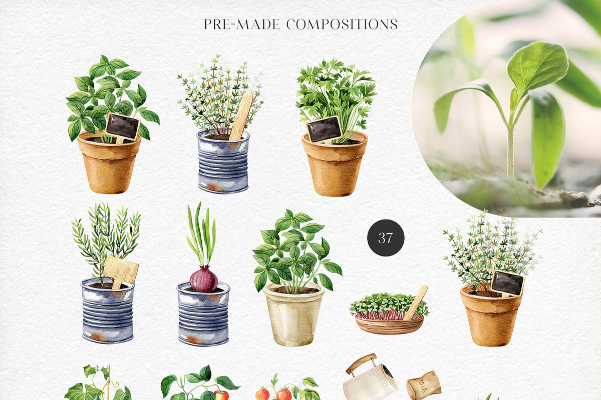 Home Garden watercolor collection, an Illustration by Natalia Fedorova (Photo 7 of 10)