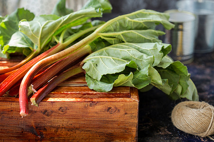 Rhubarb on a dark background featuring agricultural, agriculture, and, a Food & Drink Photo by Marina_Pronina