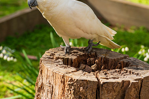 Curious Cockatoo Bird, an Animal Photo by THP Creative
