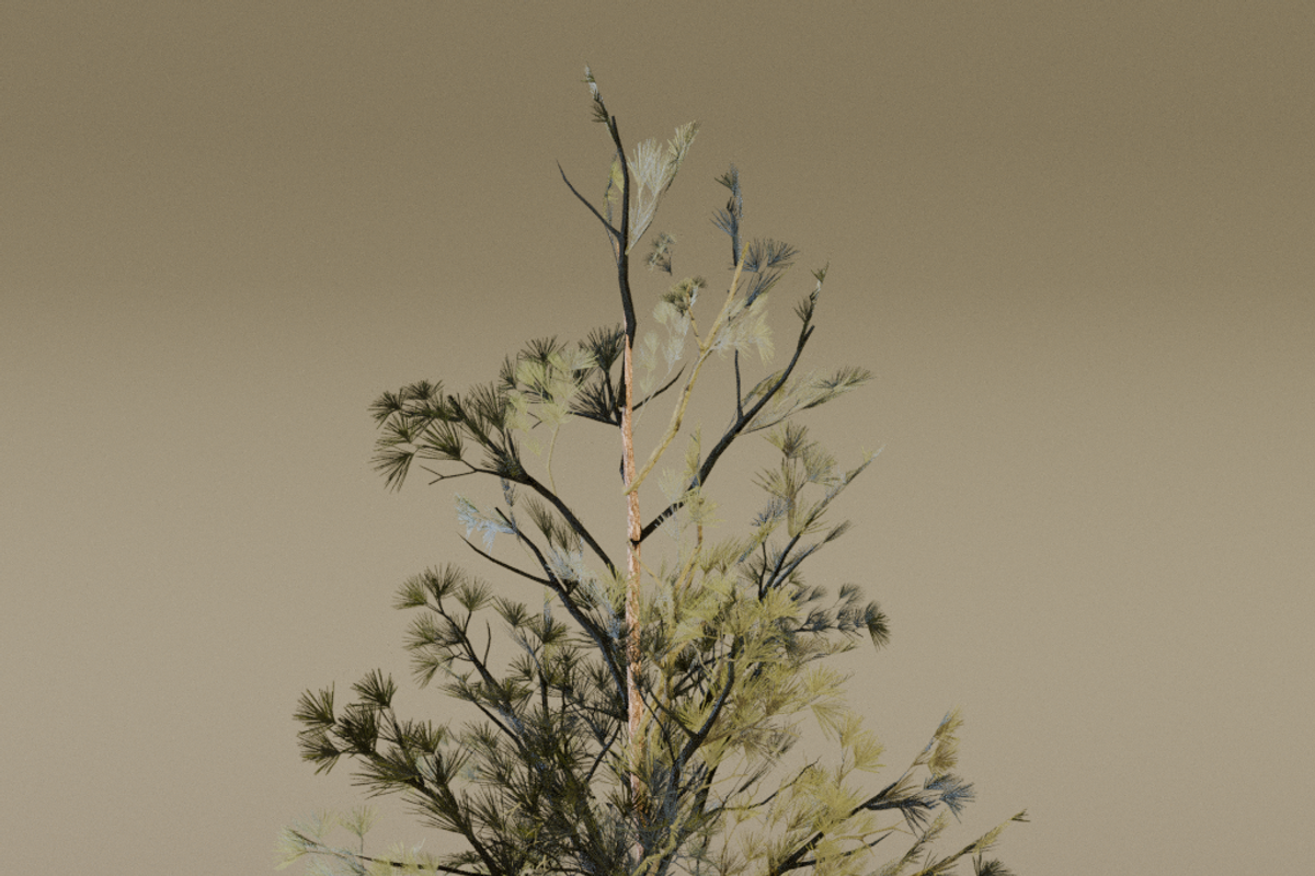 The Scots Pine Tree, a Plants & Tree 3D Model by FuturePastCreatives (Photo 8 of 8)